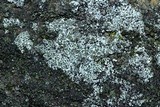 Myriolecis dispersa image
