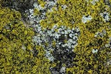 Myriolecis dispersa image