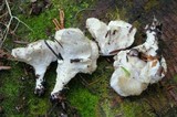Postia ptychogaster image