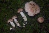 Hygrophorus erubescens image