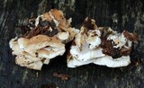 Bjerkandera adusta image