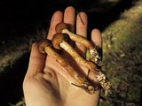 Tricholoma vaccinum image
