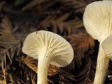Hygrocybe russocoriacea image