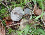 Mycena leptocephala image