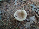 Russula pectinatoides image