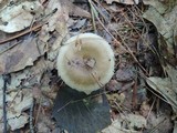 Russula pectinatoides image