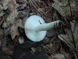 Russula pectinatoides image