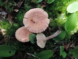 Lactarius lilacinus image