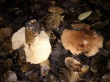 Tricholoma dryophilum image