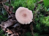 Lactarius lilacinus image