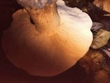 Tricholoma dryophilum image