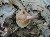 Lactarius lilacinus image