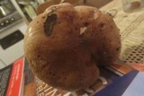 Tricholoma dryophilum image