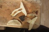 Tricholoma dryophilum image