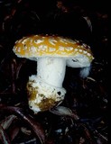 Amanita aprica image