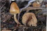 Psilocybe pelliculosa image