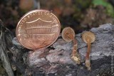 Psilocybe pelliculosa image