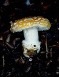 Amanita aprica image