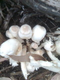 Leucocoprinus cepistipes image