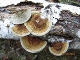 Daedaleopsis tricolor image