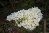 Sparassis crispa image