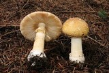 Amanita pantherinoides image