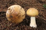 Amanita pantherinoides image