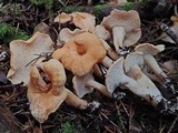 Hydnum oregonense image
