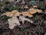 Hydnum oregonense image