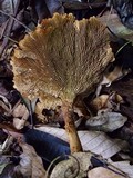 Stiptophyllum erubescens image