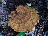 Stiptophyllum erubescens image