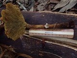 Stiptophyllum erubescens image