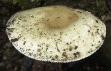Amanita tuza image