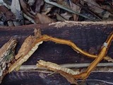 Stiptophyllum erubescens image