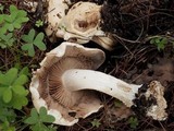 Hebeloma bulbiferum image