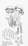 Gymnopilus ventricosus image
