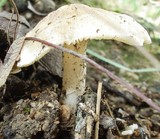 Amanita tuza image