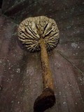 Stiptophyllum erubescens image