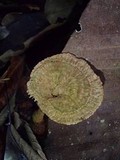 Stiptophyllum erubescens image