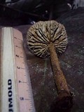 Stiptophyllum erubescens image