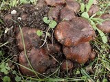 Tricholoma fracticum image