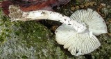 Amanita tuza image