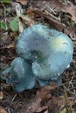 Stropharia caerulea image