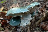 Stropharia caerulea image