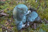 Stropharia caerulea image