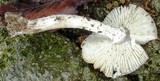 Amanita tuza image