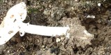 Amanita tuza image