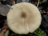 Entoloma mediterraneense image