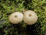 Entoloma mediterraneense image