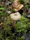 Entoloma mediterraneense image